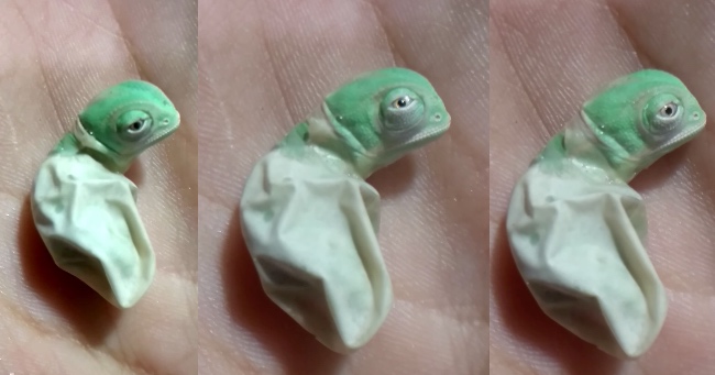 Baby Chameleon Hatches from Egg, Changes Color Right After