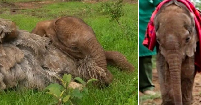 Orphaned Baby Elephant Befriends A Rescued Ostrich And Snuggles With Her
