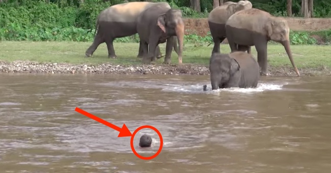 When This Elephant Thinks This Man Is Stuck In The River, She Rushes To Help Him