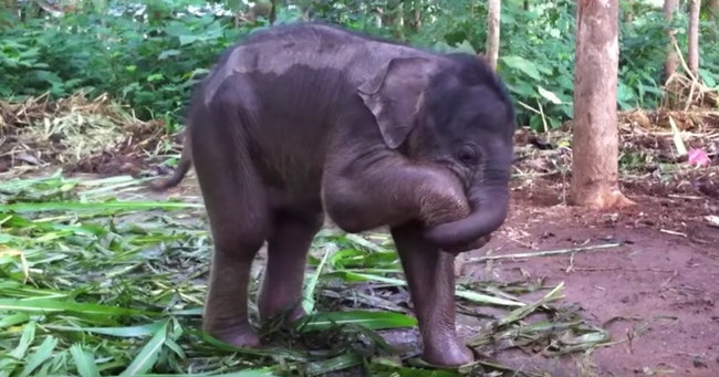 Adorable Baby Elephant Is Caught Teaching Itself How To Use Its Trunk