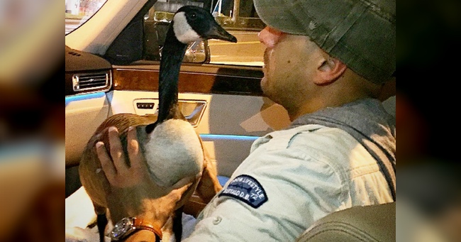 Man Rescues Gosling. Two Years Later, They're The Best of Friends