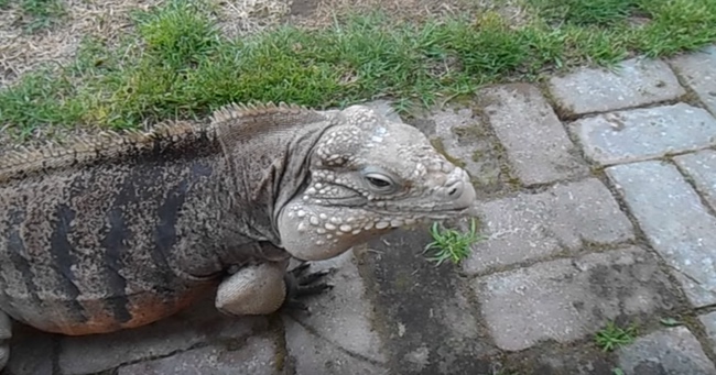 This Pet Iguana Runs to His Human Like a Dog