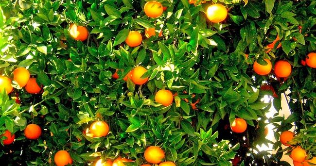 How To Grow Tangerines In Your Very Own Flowerpot Instead Of Buying Them