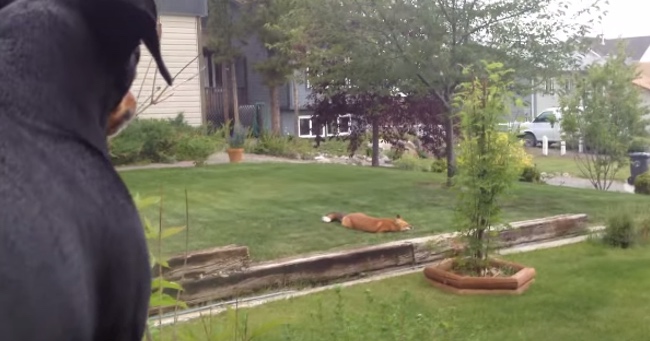 This Fox Stole a Dog's Toys and Lived to Tell the Tale