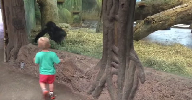 Gorilla Plays Peek-A-Boo with a Toddler at the Zoo