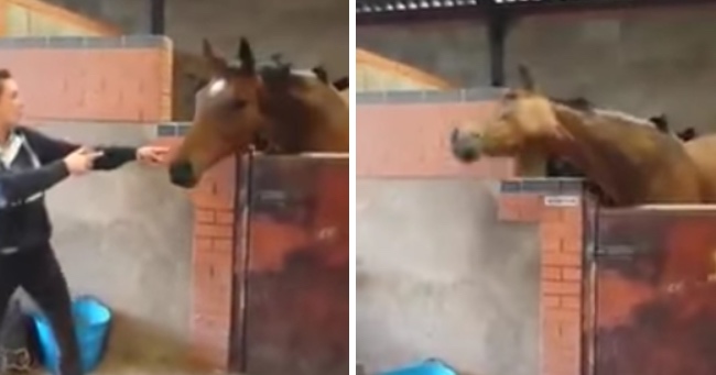 Horse Thinks Life is "All About That Bass"