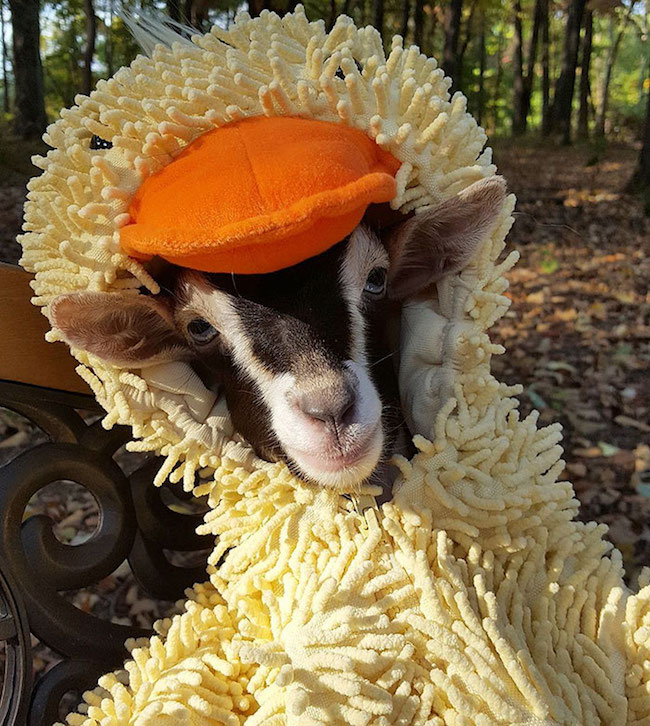 This Anxious Rescue Goat Only Calms Down When Wearing Her Duck Costume