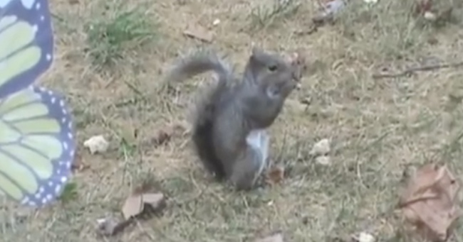 Squirrel Goes Into a Coma of Happiness After Tasting a Nut