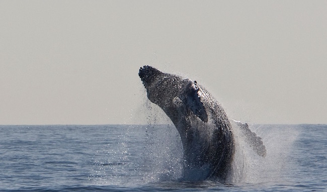 This Whale Has the Best Reaction After Being Freed from Fishing Nets