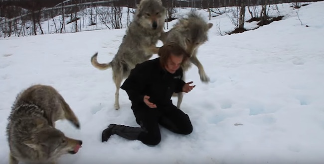 This Woman Had a Beautiful Reunion with Her Wolf Pack