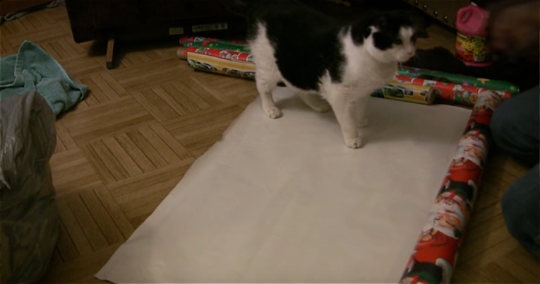 Cat Lets Owner Wrap Them in Christmas Paper in Adorable Holiday Video