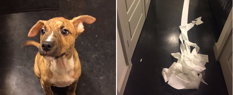 Clever Puppy Tries to Clean Up His Own Mess