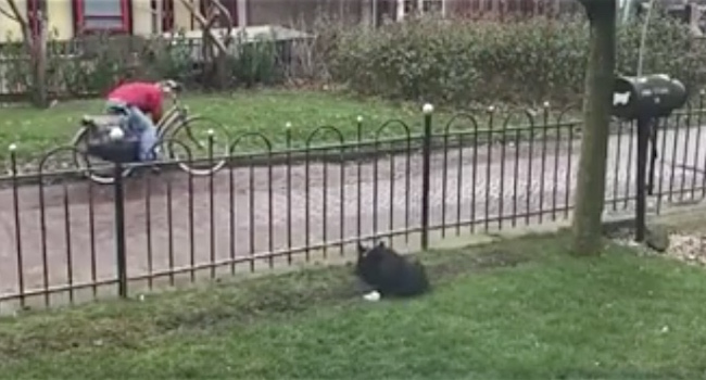 Dog Tricks Passing Strangers into Playing Fetch with Him
