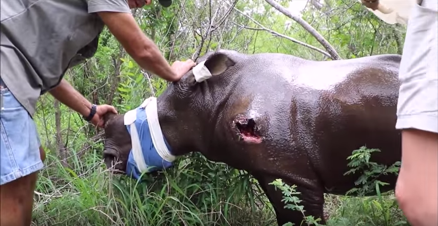 Baby Rhino Is Saved 8 Days After Its Mother Was Poached