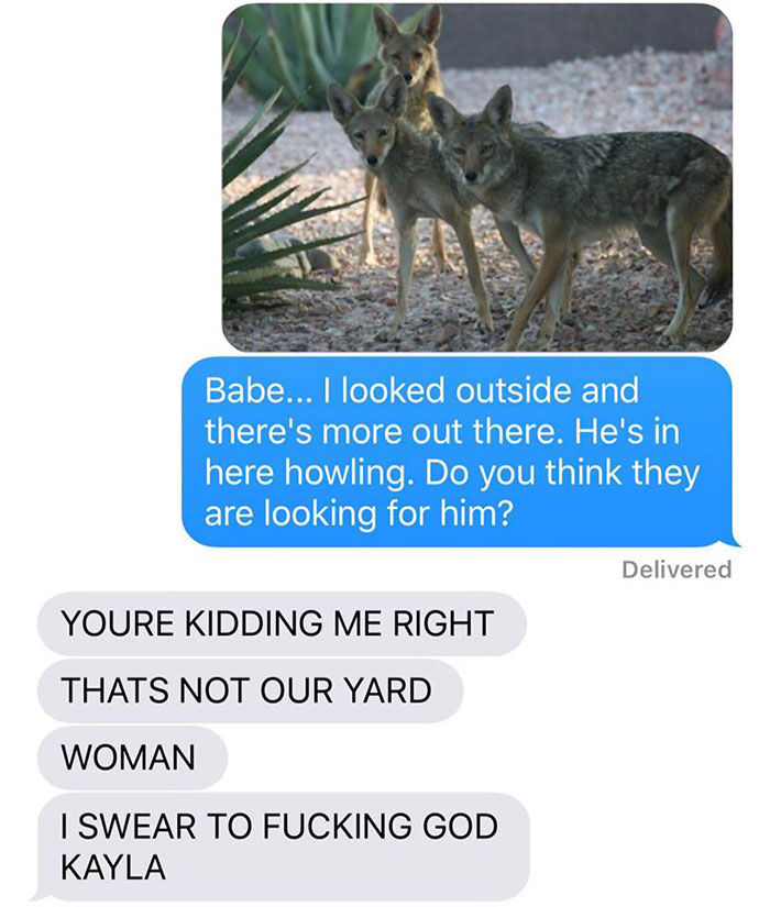 coyote-dog-story11