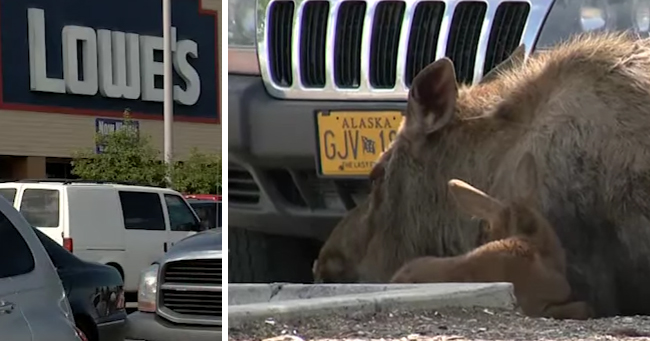 Moose Spends 9 Hours In A Lowe's Parking Lot To Give Birth To Her Calf