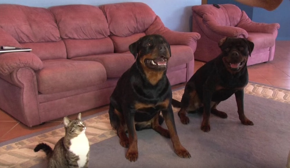 He Asks His Dogs To Sit And Roll Over And Finds His Cat Doing It As Well!