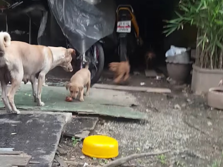 Mama Dog Begs For Food And Brings It Back For Her Pups