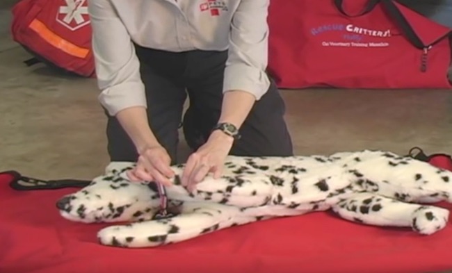 You Need to Watch Her Hands—This Could Save Your Pooch's Life