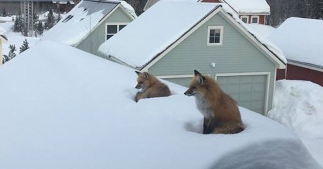 Guy Finds Two Foxes On His Roof, Then Realizes How They Got Up There