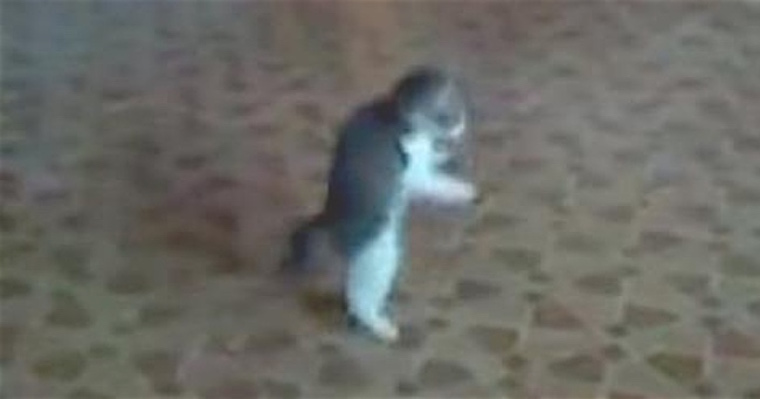 Kitten Bravely Fights Back Against A Scary "Intruder" In The House