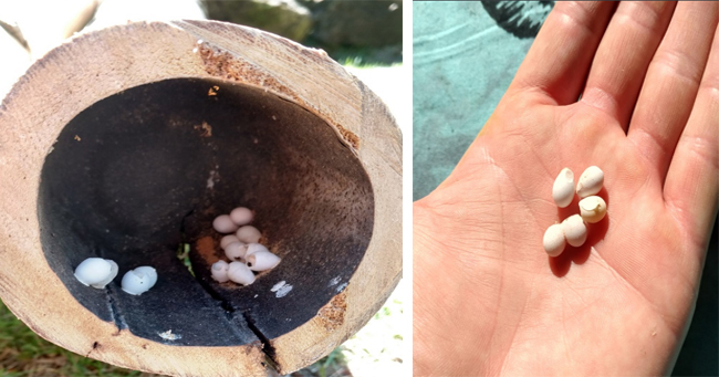 Man Finds Tiny White Eggs In His Garden, Then Finds Out They're Baby Geckos