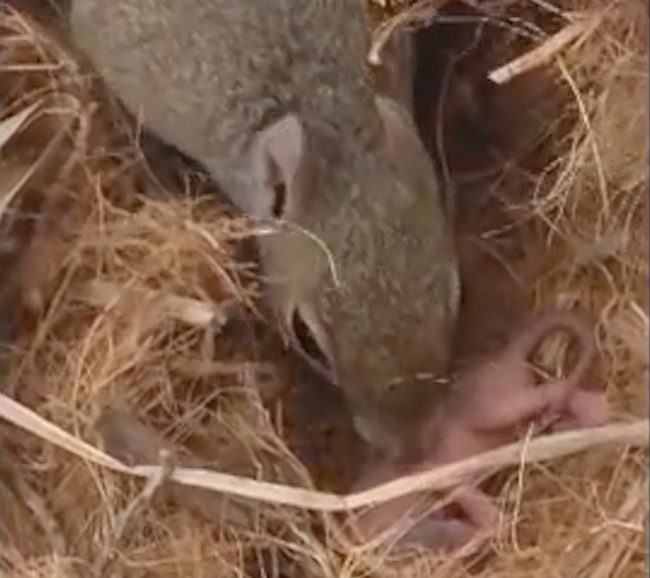 Mama Squirrel Rescues Her 3 Newborn Baby Squirrels From Their Nest