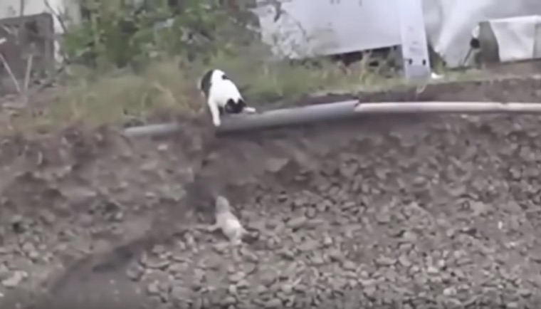 Fearless Tabby Cat Saves an Abandoned Puppy Trapped in a Ditch!