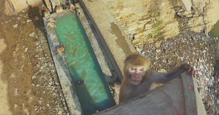 Wild Macaques Spotted On Camera High Diving Into Pool