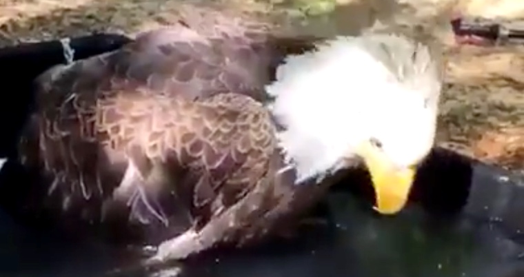 Majestic Bald Eagle Taking a Bath Is a Beautiful Symbol of America