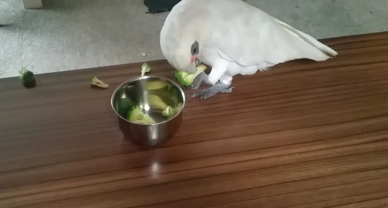 Parrot HATES Veggies, but Watch When His Owner Tricks Him into Eating Some