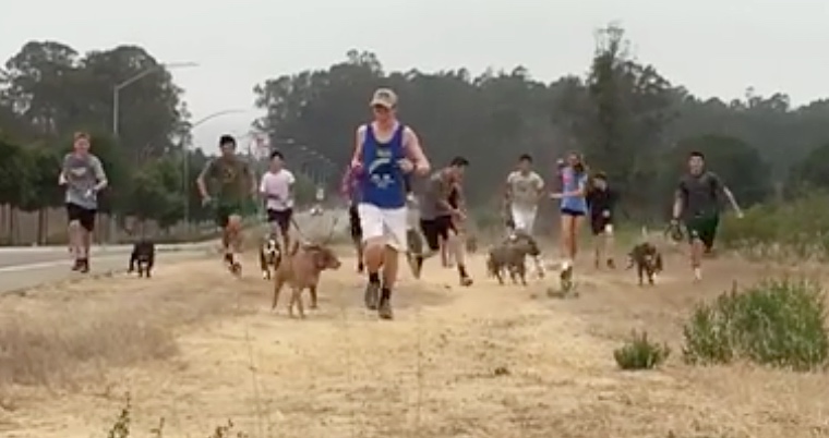 Cross-Country Running Students Take Shelter Dogs Out For Their Practice