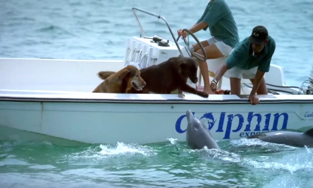 Dolphin Spots Two Dogs on a Boat, and Goes for the Kiss!