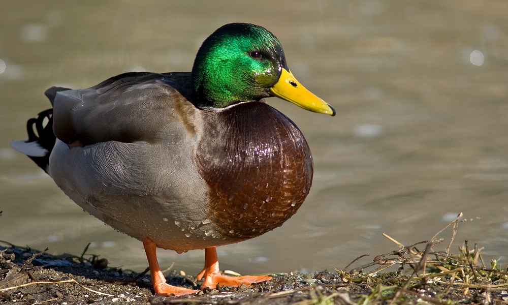 You Should Never Feed Bread To Ducks, Here’s The Reason Why
