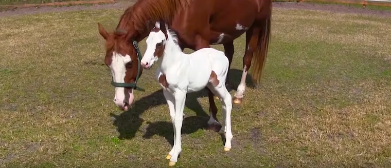 Extremely Rare Filly Born with Native American Medicine Hat Symbol on Face
