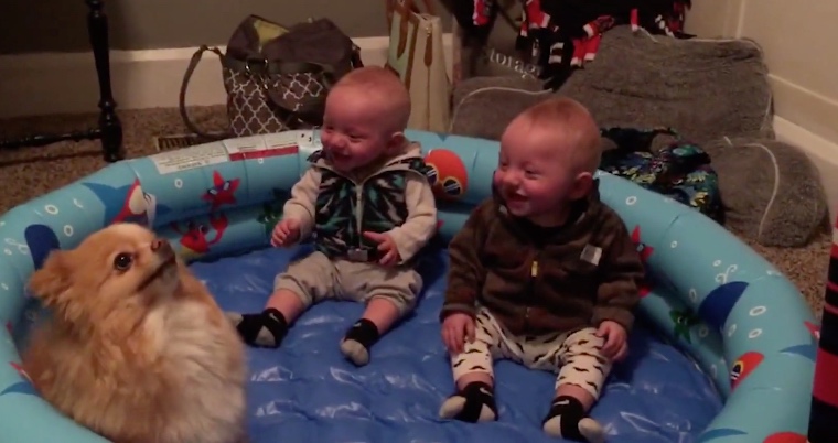 Adorable Twin Boys Can’t Handle It When Their Furry Friend Acts Up
