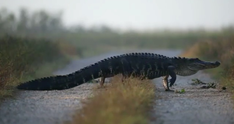 Man Catches Rare Sight of Gators Using a Swamp Path as a Gator Crossing