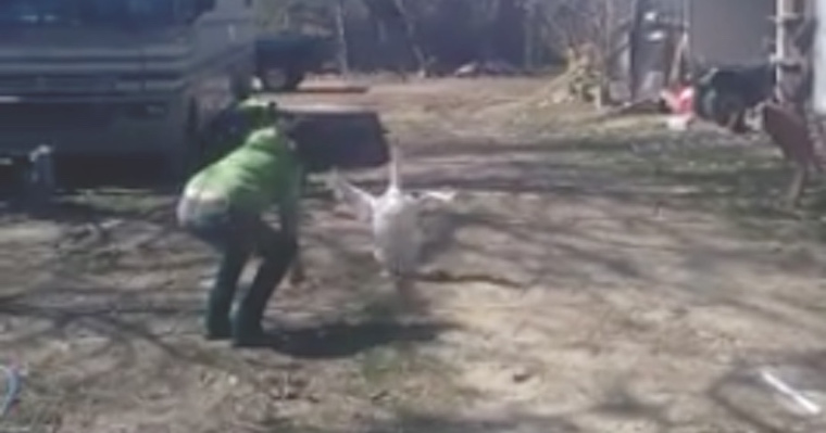 Cute Goose Is Ecstatic When His Human Friend Comes To Visit Him