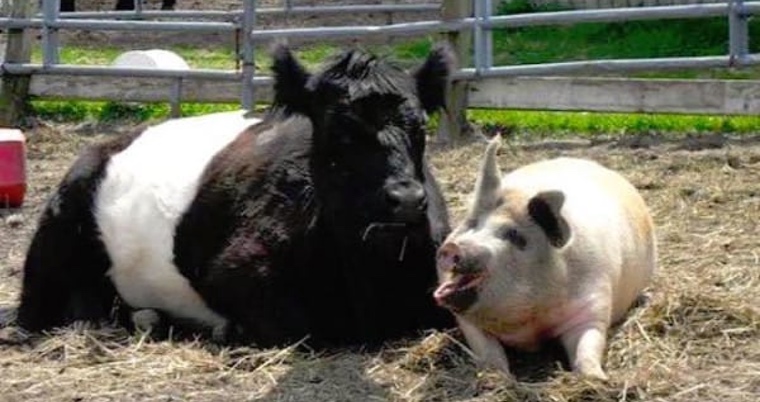 Blind Cow Gets Amazing New Friend To Help Him After Losing His Pig