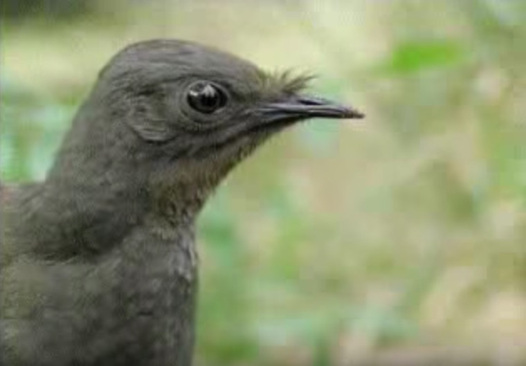 The Lyre Bird Is A One-Of-A-Kind Bird That Has An Amazing Skill Of Sound Making