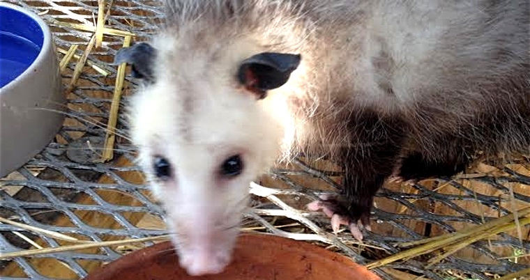 Injured Mother Possum Finds Way to Animal Hospital to Save Her Babies