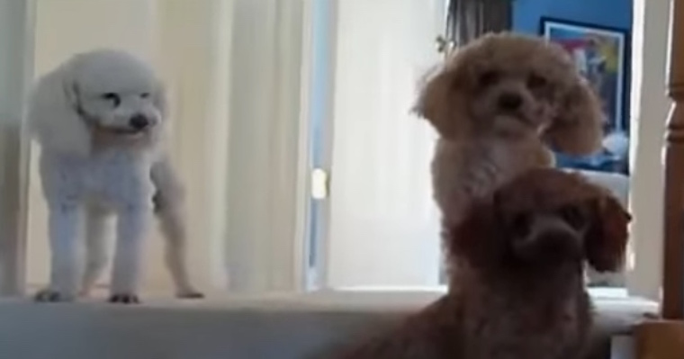 Dog’s Brothers Rat Her Out When Their Mom Asks Who Made The Mess
