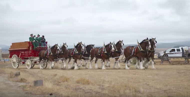 Budweiser Clydesdales Delivers 2 Tons Of Purina Horse Food To Horse Rescue Shelter