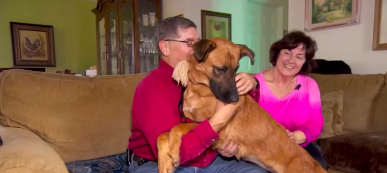 After Watching Her Family Adopt Another Pet, This Dog Finally Gets a Home