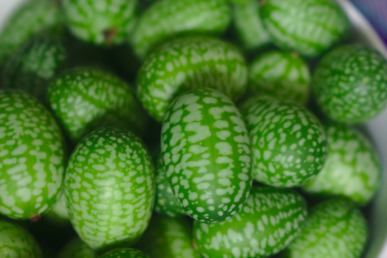 Grow Your Own Watermelon-Cucumber Mashups Right from Your Backyard