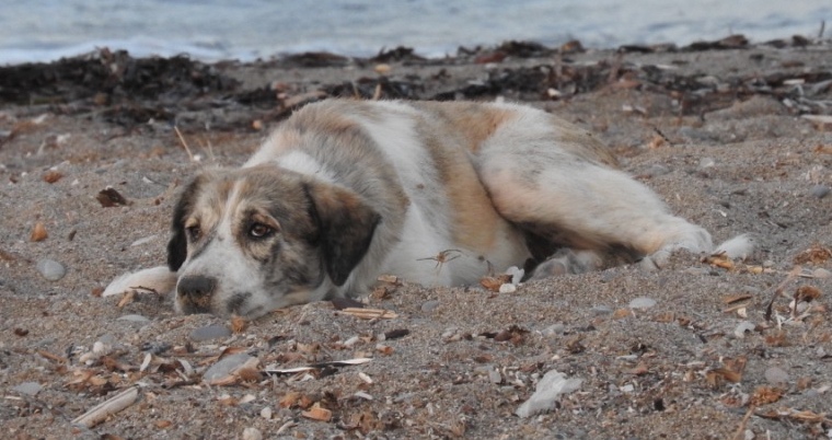 Woman Adopts Lonely Beach Stray, Never Expects His Hidden Talent