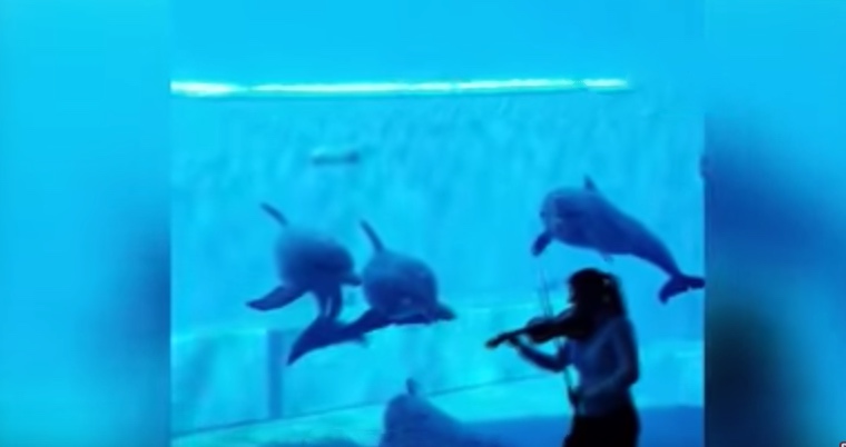 Amazing Dolphins Respond To Violin Music Outside Their Aquarium