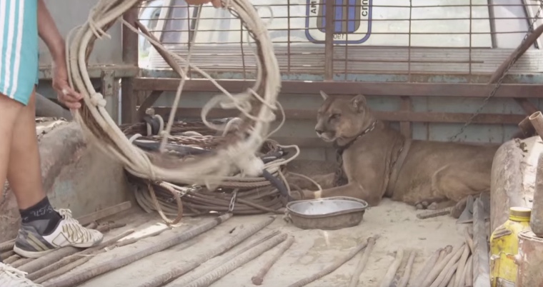Police and Activists Rally Around A Lion In Need of Rescue to Save It’s Life