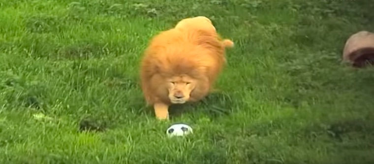 Lion Plays Soccer with Zookeeper in This Adorable Video