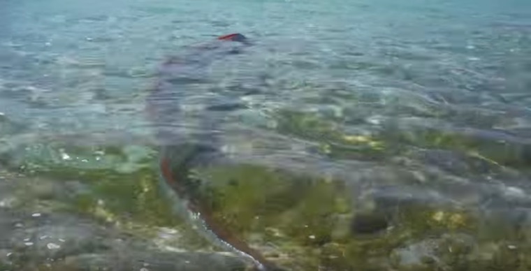 Beachgoers Record Footage Of Real-Life Sea Serpent At Shoreline